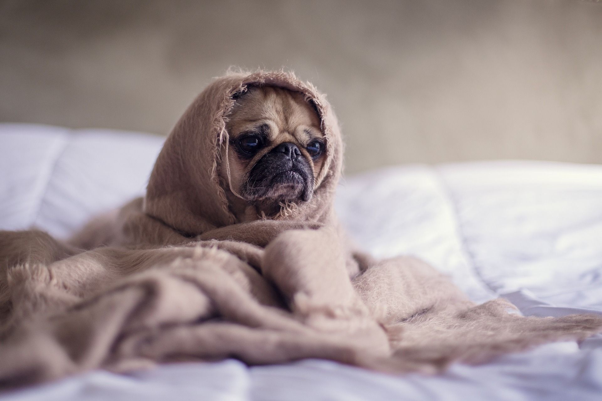 mückenschutz für hunde