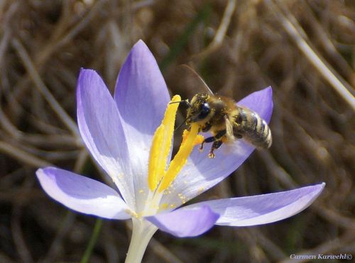 Bienen Forum Bienen Forum
