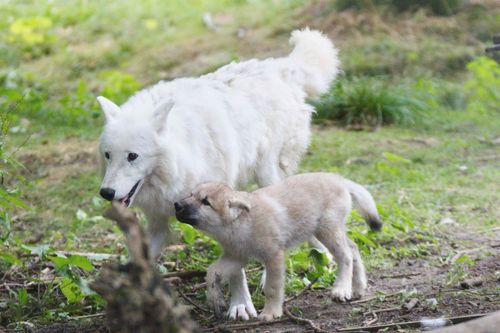 Leine On De Leinetal Online News Mini Polarwolf Malo Erkundet Das Gehege